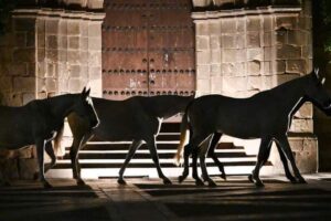 SIETE JERELES DE GONZALO GARCIA-PELAYO caballos de noche